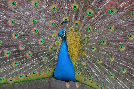 动物, 孔雀, 鸟, 羽毛, 蓝色, 孔雀羽毛, 野生动物摄影
