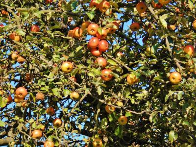 树上苹果, apfelernte, 10 月, 水果, 秋天, 树, 果树