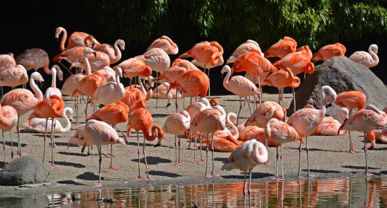 火烈鸟, 鸟, 粉红色的火烈鸟, 自然, 动物, 羽毛, 粉色