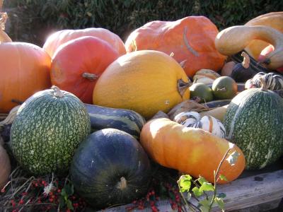 感恩节, 秋天, 南瓜, 蔬菜, 多彩, 南瓜, 食品