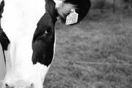 母牛, 黑色白色, 白色, 农场, 黑色, 动物, 美丽
