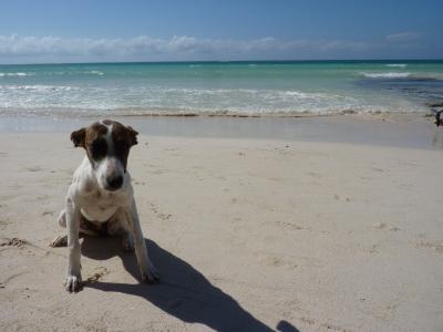 牙买加, 狗, 海滩