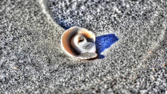 壳, 沙子, 海滩, 特写