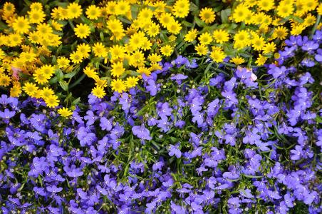 花, 植物, 自然, 蓝色, 黄色, 植物区系