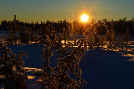 冬天, norrbotten, norrland, 感冒, 雪, 白色, 瑞典