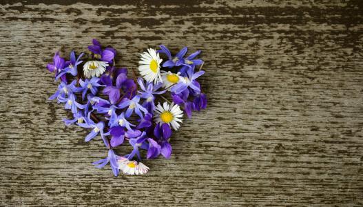 花的心, 春天开花, 心, 紫罗兰色, 星风信子, 生日问候, 花卉的问候