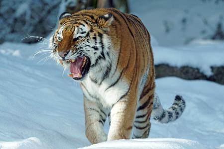 老虎, amurtiger, 捕食者, 猫, 食肉动物, 危险, 西伯利亚