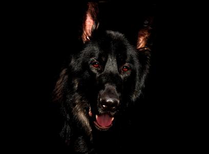 阿尔萨斯, 黑色, 眼睛, 德国牧羊犬, 犬, 狗, 牧羊犬