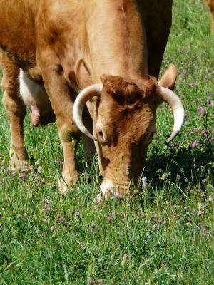母牛, 吃草, 动物, 生物, 牛, 喇叭, 家养的牛