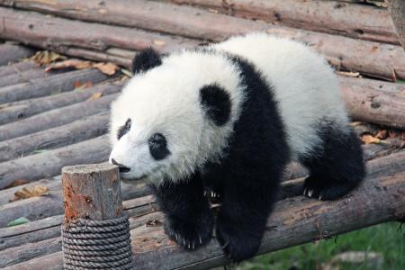 黑色和白色, 可爱, 国家动物, 熊猫, 研究基地, 动物, 熊