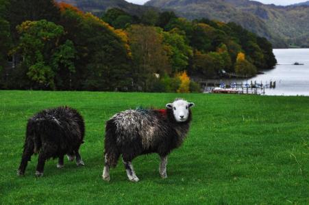 羊, 英格兰, 坎布里亚郡, derwentwater, 凯瑟克, 湖, 山