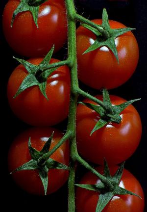 西红柿, 蔬菜, 红色, 宏观, 食品, datailaufnahme, 花园