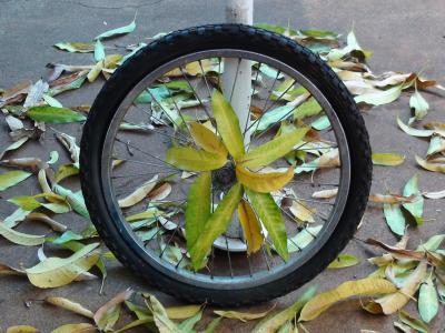 车轮, 自行车, 被盗, 轮胎, 自行车轮胎, 叶子, rim 公司