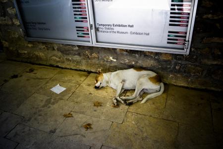 狗, 土耳其, 地面, 晚上, 睡眠