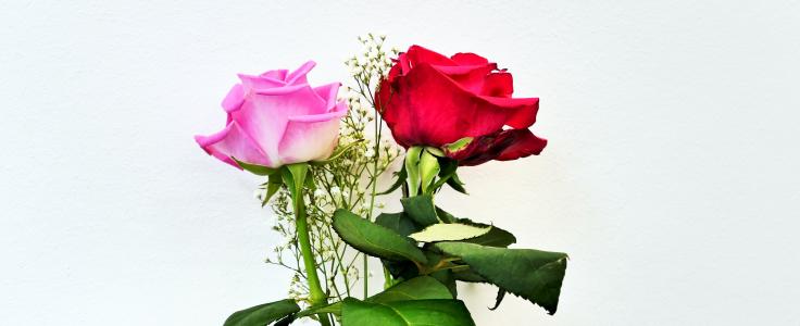玫瑰, 花, 粉红色的玫瑰, 粉色, 开花, 绽放, 玫瑰绽放