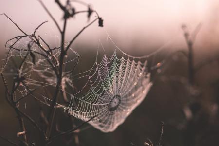 蜘蛛网, 景深的, 蜘蛛网, 树枝, web, 湿法, 蜘蛛网