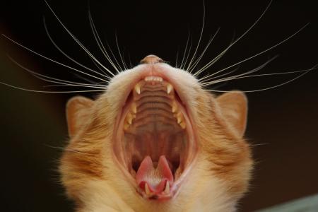 猫, 打哈欠, 猫科动物, 关闭, 晶须, 嘴里, 舌头