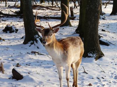 鹿, 雪, 外面, 冬天, 法国, 自然, 动物