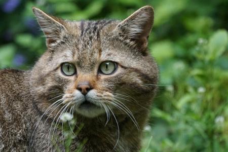 野猫, 森林猫, 捕食者, 欧洲, 保护, 猫 silvestris, 野生动物摄影