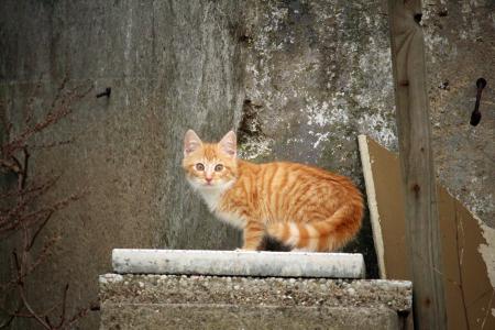 猫, 猫咪宝贝, 石头, 石头墙, 墙上, 老, 小猫