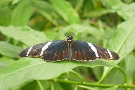 蝴蝶, 棕白色黑色, 昆虫, 宏观, 异国情调, 自然, edelfalter