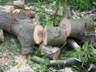 树, 锯材, 木材, 木制品, 破碎, 菌株, 树皮