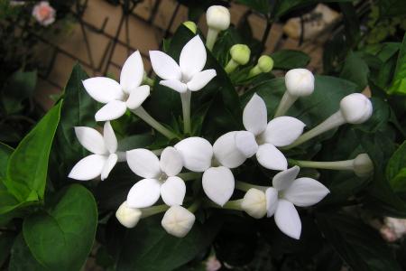 花, 芳香, 白色