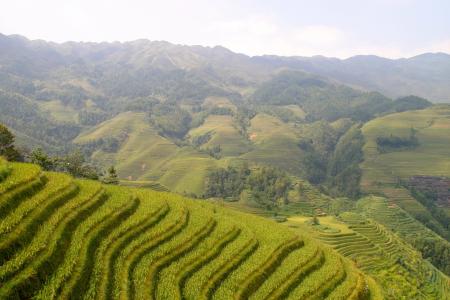 大米, 人工林, 水稻种植园, 稻田, 亚洲, 景观, 字段