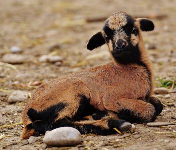 羊, wildpark 地点, 重生, 年轻的动物, 新生儿, 可爱, 动物世界