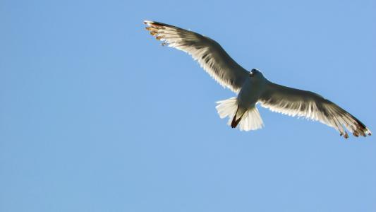 海鸥, 海雀, 白色, 寻找, 阴影, 海, 自然
