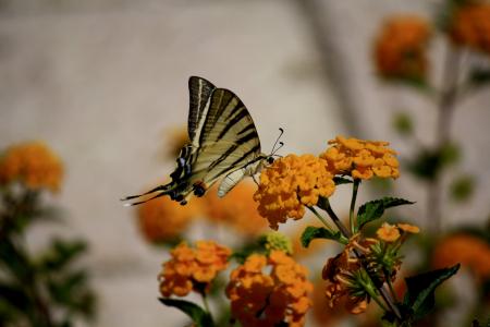 蝴蝶, 花, 橙色, 花园