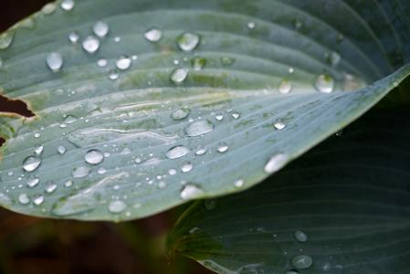 叶, 绿色的叶子, 植物, 花园, 水一滴, 雨滴, 自然