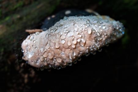 蘑菇, baumschwamm, 露珠, 雨滴, 水一滴, 关闭, 自然
