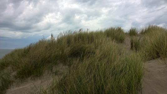 沙丘, dunegrass, 沙子, 海岸, 自然, 沙丘, 滨草