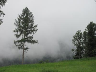 雾, 怪物, 松树, 林间空地