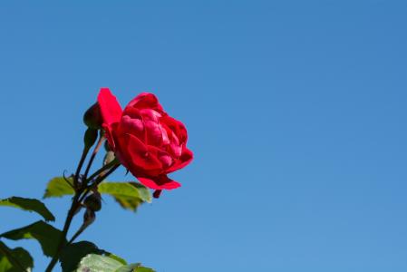 上升, 花, 红色, 红玫瑰, 红色的花, 开花, 绽放