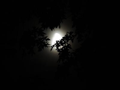 月光穿过树, 月光, 万圣节, 赛季, 幽灵, 黑暗, 夜间