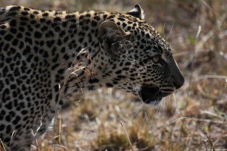 捷豹, 坦桑尼亚, 大猫, 猫科动物, 食肉动物, 毛皮, 哺乳动物