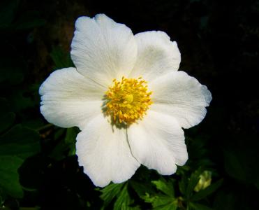 白色春天花, 玫瑰之风, 花园