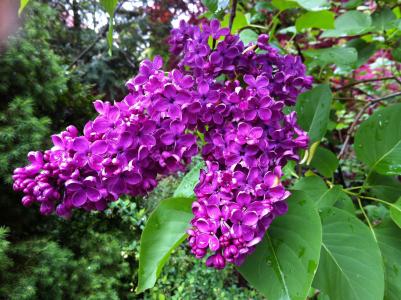 丁香, 植物, 自然, 紫罗兰色, 花园, 花, 紫色