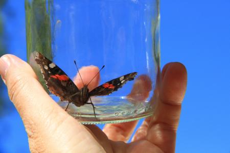 蝴蝶, 手, 玻璃, 瓶, 被困, 昆虫, 自然