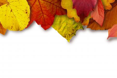 叶子, 多彩, 颜色, 黄色, 红色, 棕色, 秋天的落叶