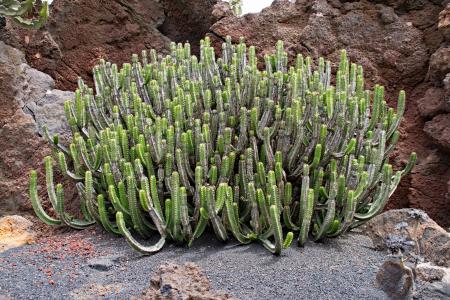仙人掌植物园, 仙人掌, 兰萨罗特岛, 西班牙, 非洲名胜, guatiza, 熔岩