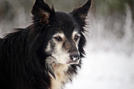 狗, 冬天, 雪, 边框, 牧羊犬, 边境牧羊犬, 纯种狗