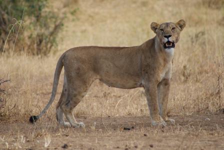 母狮, 狮子, 非洲, 动物, 野生动物园, 自然, 濒临灭绝
