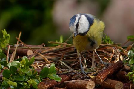 蓝雀, 蓝山 caeruleus, 鸟, 小的鸟, 花园, 觅食, 自然