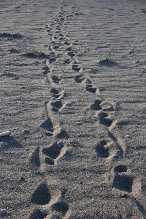 脚步声, 沙子, 步行, 线索, 通道, 海滩, 自然