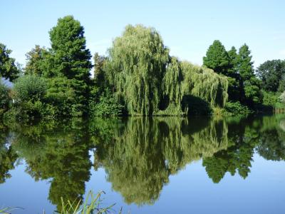 湖, 镜像, 池塘, 树木, 水, 自然, 风景名胜
