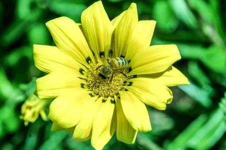 花, 黄色, 蜜蜂, 宏观