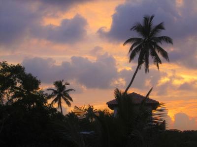 棕榈, 暮光, 日落, 海滩, 热带地区, 假日, 自然